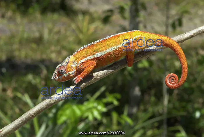 : Panther chameleon on branch : Panther chameleon on branch