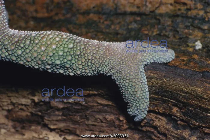 : Panther Chameleon Foot : Panther Chameleon Foot