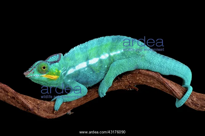 : The Panther chameleon (Furcifer pardalis) is one : The Panther chameleon (Furcifer pardalis) is one