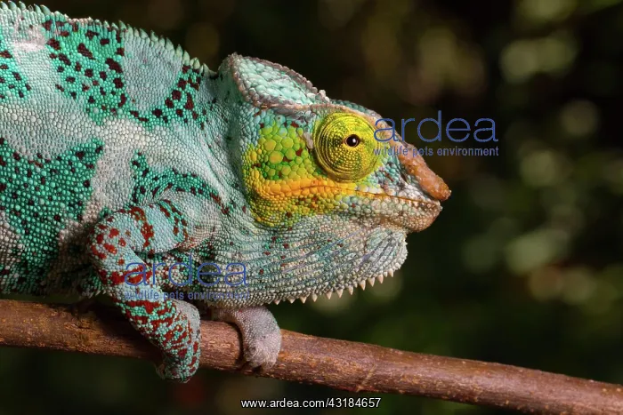 : Panther chameleon (Furcifer pardalis), male, sitting : Panther chameleon (Furcifer pardalis), male, sitting