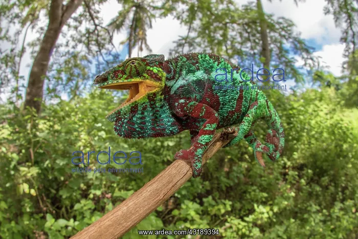 : Panther chameleon (Furcifer pardalis), male, sitting : Panther chameleon (Furcifer pardalis), male, sitting