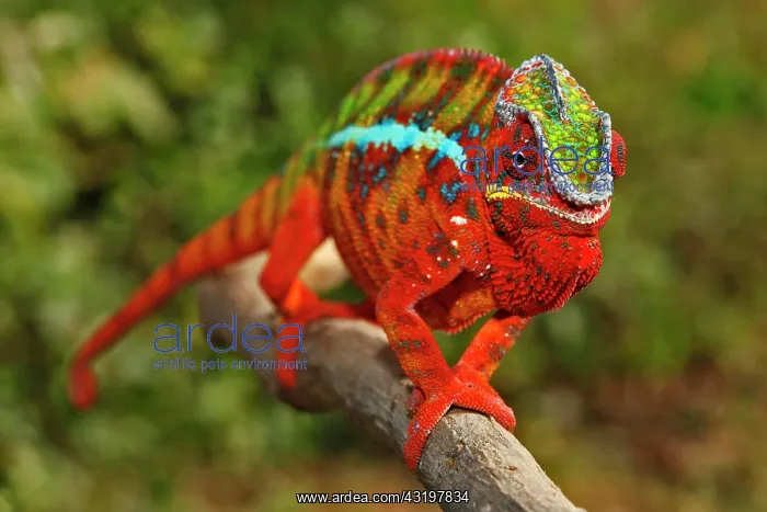 : Panther Chameleon (Furcifer pardalis), Ambilobe-Ambilorama : Panther Chameleon (Furcifer pardalis), Ambilobe-Ambilorama