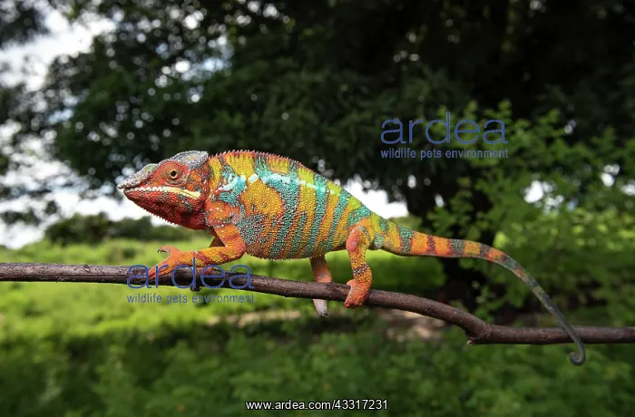 : Panther chameleon (Furcifer pardalis), male, Northwest : Panther chameleon (Furcifer pardalis), male, Northwest