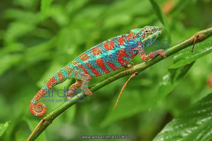 : Panther chameleon (Furcifer pardalis), male, sitting : Panther chameleon (Furcifer pardalis), male, sitting