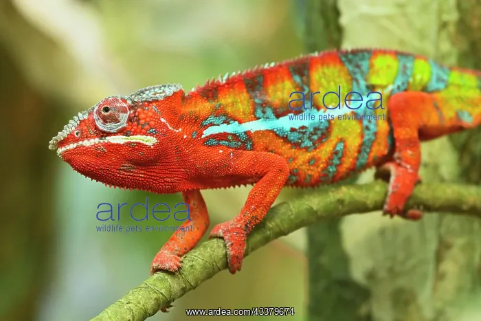 : Panther chameleon (Furcifer pardalis), male, sitting : Panther chameleon (Furcifer pardalis), male, sitting