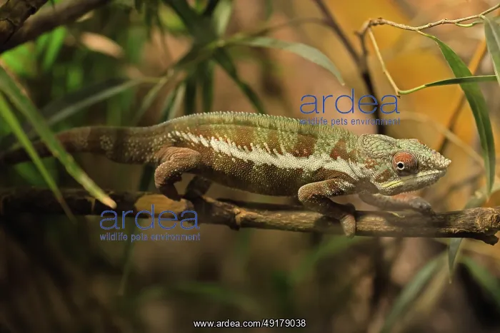 : Panther chameleon, (Furcifer pardalis) : Panther chameleon, (Furcifer pardalis)
