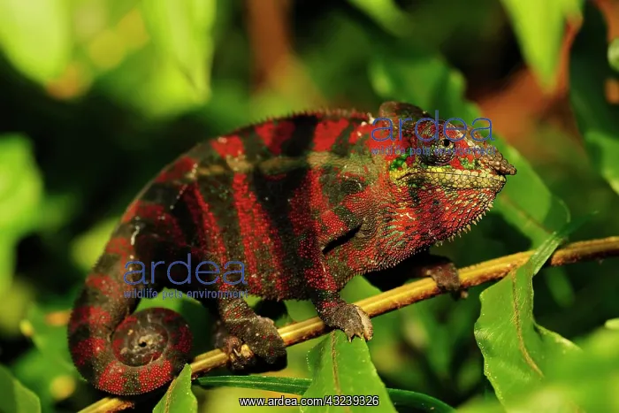 : Panther chameleon (Furcifer pardalis), on branch : Panther chameleon (Furcifer pardalis), on branch