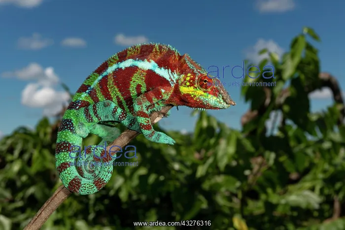 : Panther chameleon (Furcifer pardalis) in the dry : Panther chameleon (Furcifer pardalis) in the dry