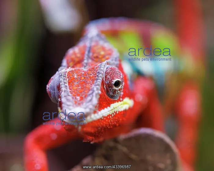: Panther chameleon (Furcifer pardalis), Germany : Panther chameleon (Furcifer pardalis), Germany