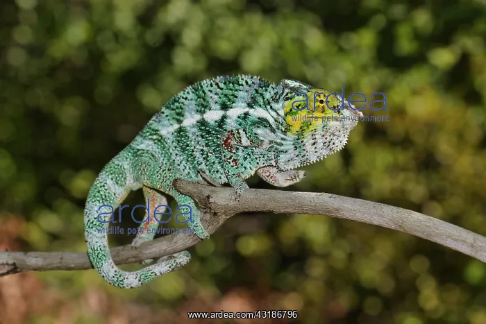  : Panther chameleon (Furcifer pardalis) on the island