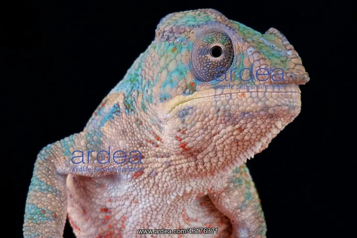 : Panther chameleon (Furcifer pardalis), Madagascar : Panther chameleon (Furcifer pardalis), Madagascar
