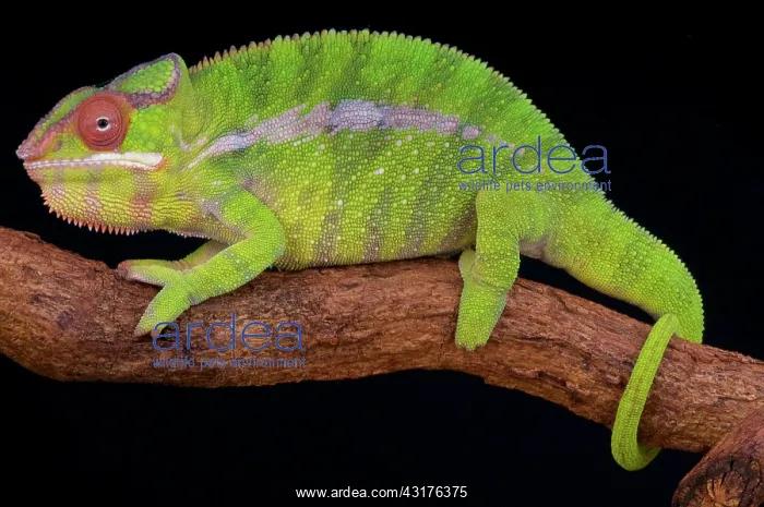 : Panther chameleon (Furcifer pardalis), Madagascar : Panther chameleon (Furcifer pardalis), Madagascar