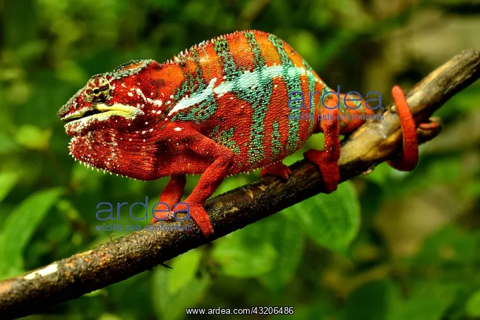 : Panther Chameleon (Furcifer pardalis), Madagascar : Panther Chameleon (Furcifer pardalis), Madagascar
