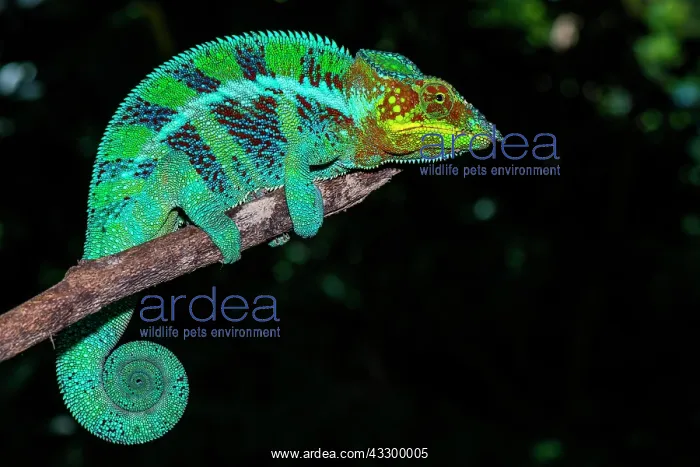 : Panther chameleon (Furcifer pardalis), male on a : Panther chameleon (Furcifer pardalis), male on a