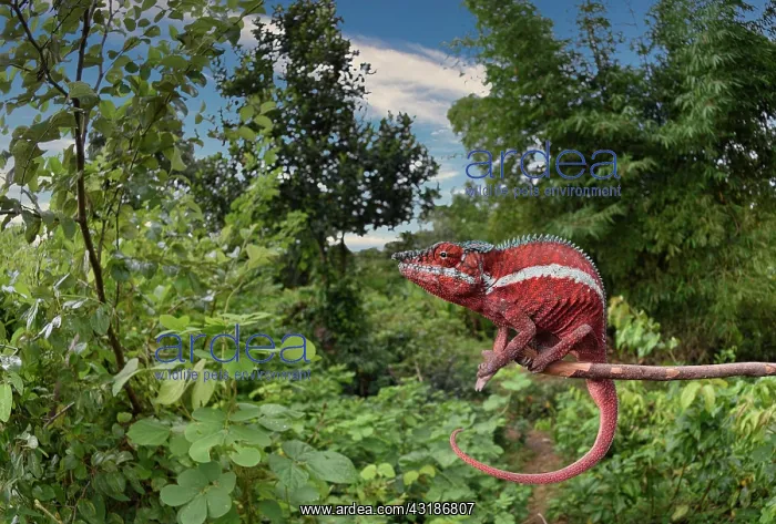 : Panther chameleon (Furcifer pardalis) male in Kurlurve : Panther chameleon (Furcifer pardalis) male in Kurlurve