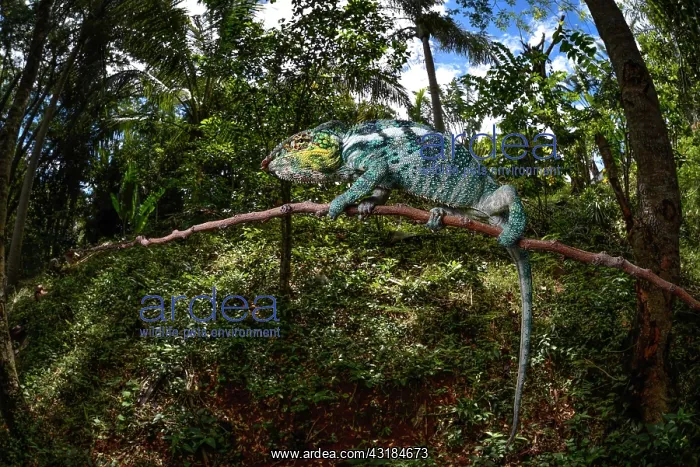 : Panther chameleon (Furcifer pardalis) in the rainforests : Panther chameleon (Furcifer pardalis) in the rainforests