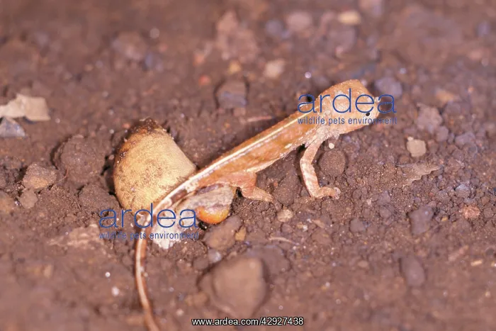 : Panther Chameleon - just hatched : Panther Chameleon - just hatched
