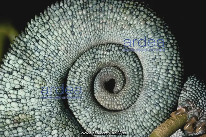 : Panther Chameleon Tail : Panther Chameleon Tail