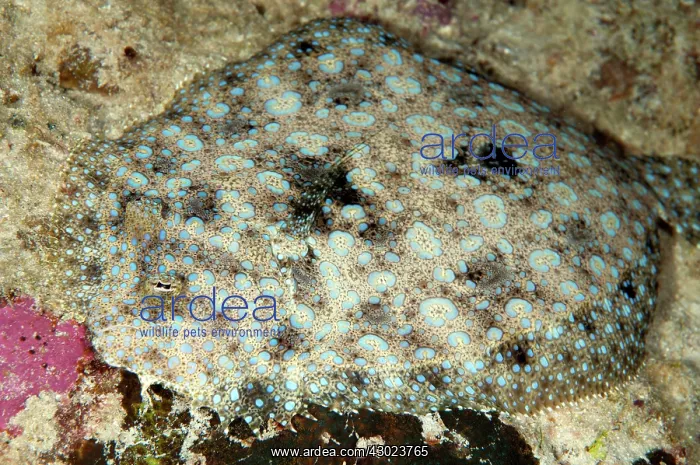  : Panther Flounder
