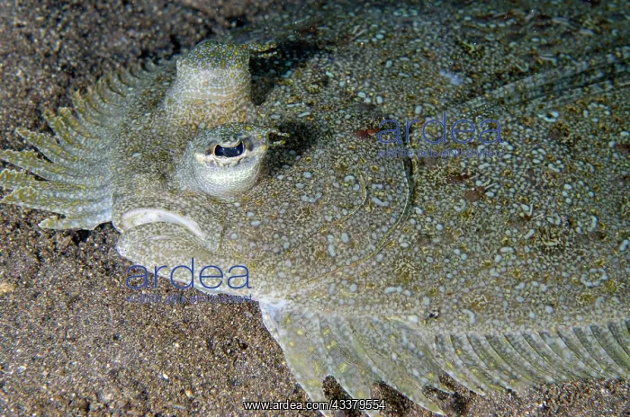 : Panther Flounder : Panther Flounder