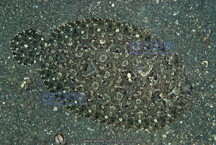 : Panther Flounder : Panther Flounder