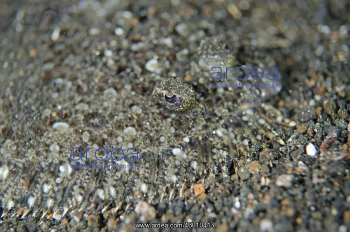 : Panther Flounder on black sand on night dive : Panther Flounder on black sand on night dive