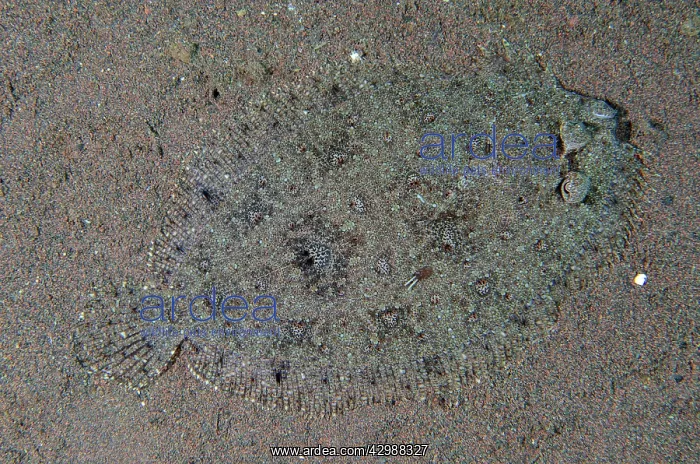 : Panther Flounder camouflaged on sand - Tukad Linggah : Panther Flounder camouflaged on sand - Tukad Linggah