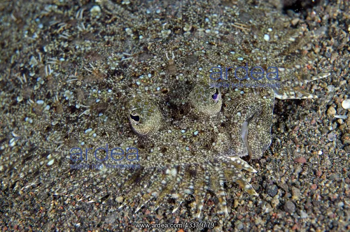 : Panther Flounder with Copepods : Panther Flounder with Copepods