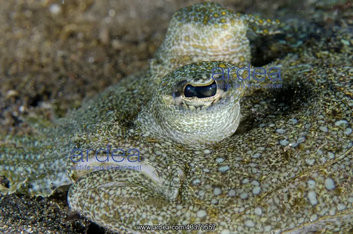 : Panther Flounder eye : Panther Flounder eye