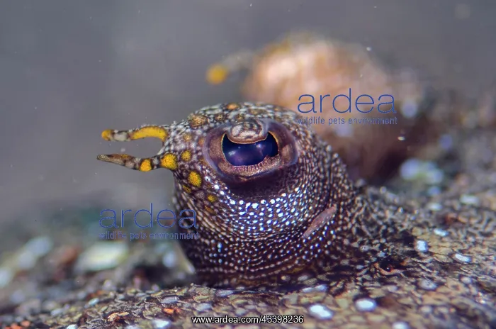 : Panther Flounder eye : Panther Flounder eye