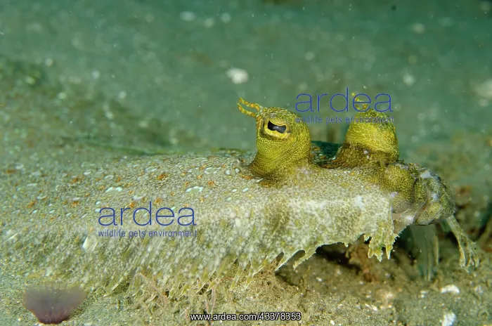 : Panther Flounder eyes : Panther Flounder eyes