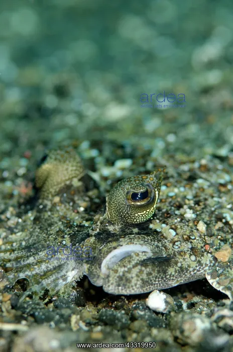 : Panther Flounder - male on black sand : Panther Flounder - male on black sand