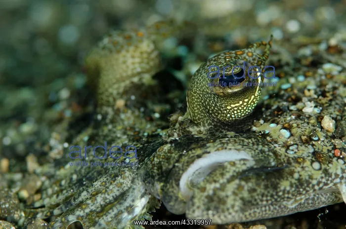 : Panther Flounder - male on black sand : Panther Flounder - male on black sand