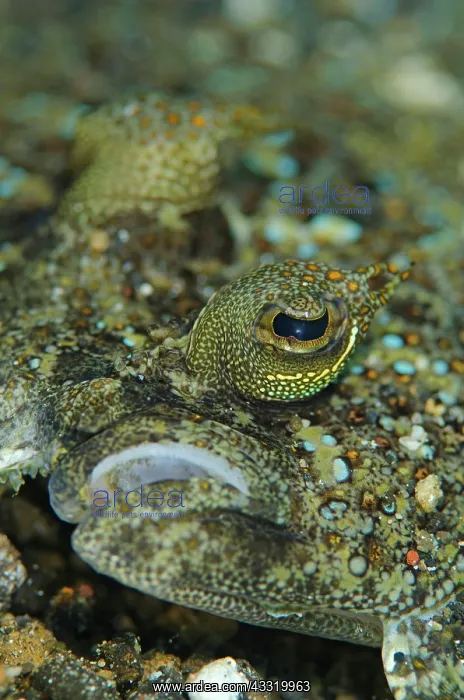 : Panther Flounder - male on black sand : Panther Flounder - male on black sand