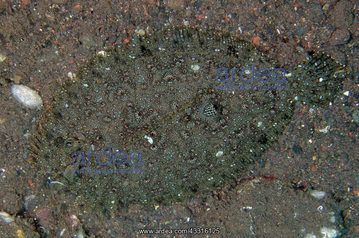 : Panther Flounder - Melasti dive site, Seraya, Karangasem : Panther Flounder - Melasti dive site, Seraya, Karangasem