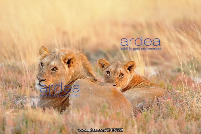: Panthera leo : Panthera leo