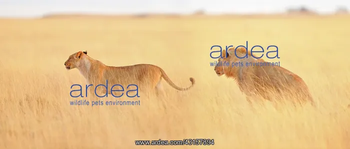 : Panthera leo : Panthera leo