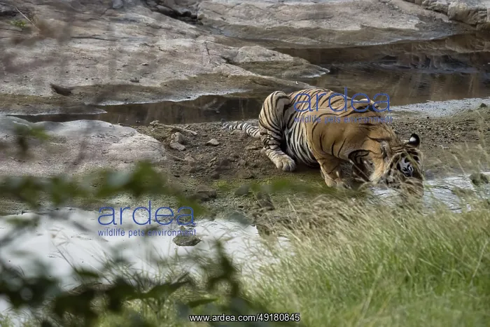 : Panthera tigris, Ranthambore National Park, India : Panthera tigris, Ranthambore National Park, India