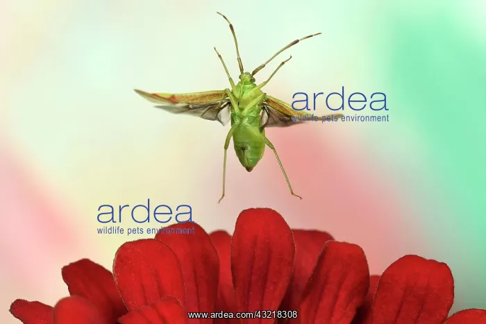 : Pantilius tunicatus (Pantilius tunicatus) flies : Pantilius tunicatus (Pantilius tunicatus) flies