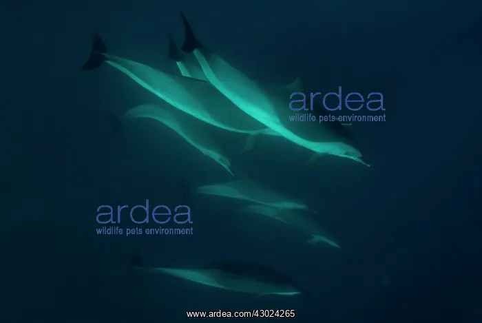 : Pantropical Spotted Dolphins pod swimming : Pantropical Spotted Dolphins pod swimming