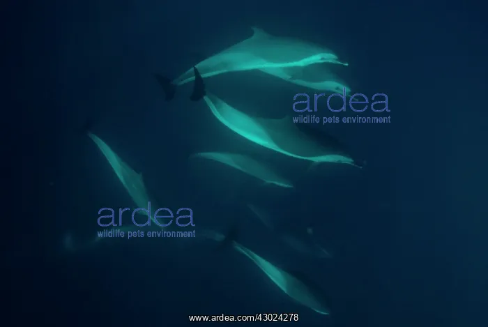 : Pantropical Spotted Dolphins pod swimming : Pantropical Spotted Dolphins pod swimming