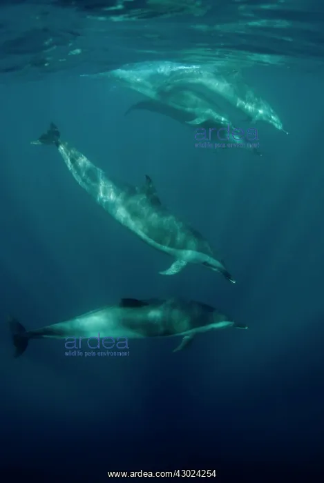 : Pantropical Spotted Dolphins pod swimming near surface : Pantropical Spotted Dolphins pod swimming near surface