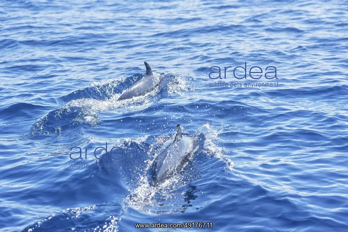 : Pantropical spotted dolphins (Stenella attenuata) swimming : Pantropical spotted dolphins (Stenella attenuata) swimming