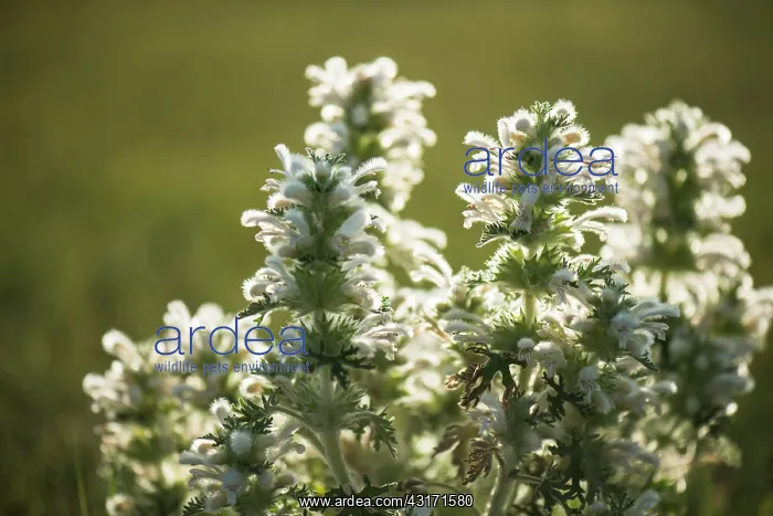  : Panzeria (Panzeria lanata), Tsaritsyn Ereg - Province