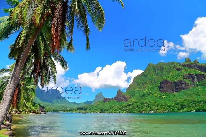 : Paopao Bay : Paopao Bay