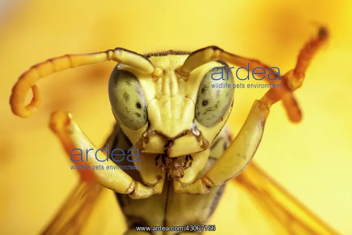  : Papaer Wasp (Polistes biglumis) male in defensive