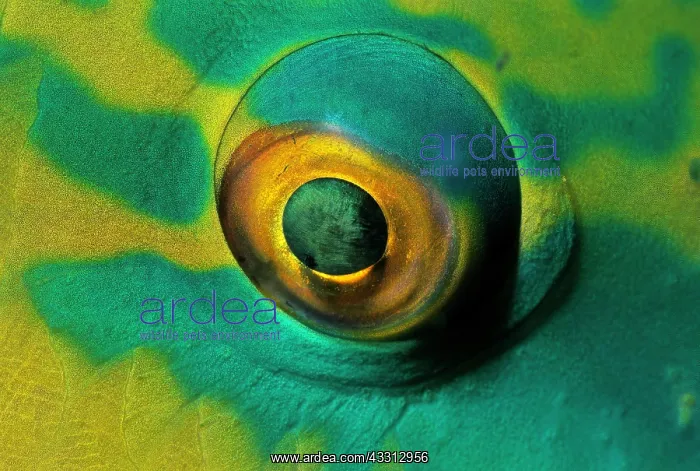 : Papageienfisch (Scarus sp.), Auge, Malediven, Indischer : Papageienfisch (Scarus sp.), Auge, Malediven, Indischer