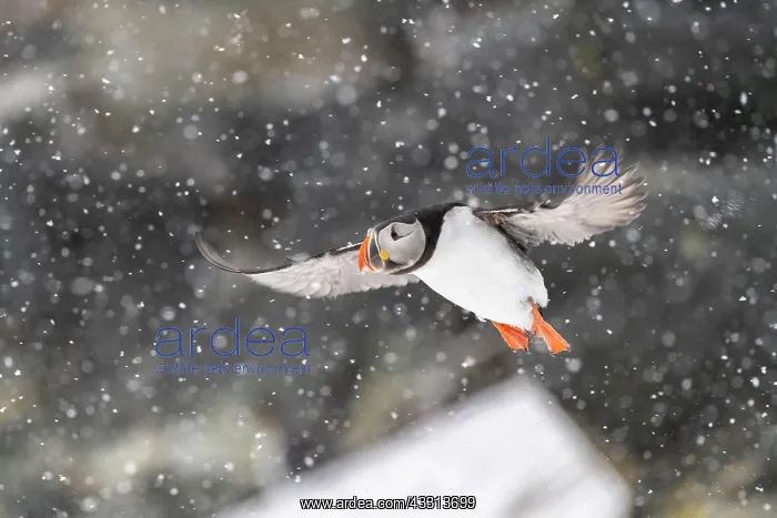 : Papageitaucher (Fratercula arctica) im Flug bei : Papageitaucher (Fratercula arctica) im Flug bei