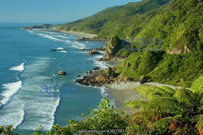 : Paparoa coastline - breathtaking rugged coastline : Paparoa coastline - breathtaking rugged coastline