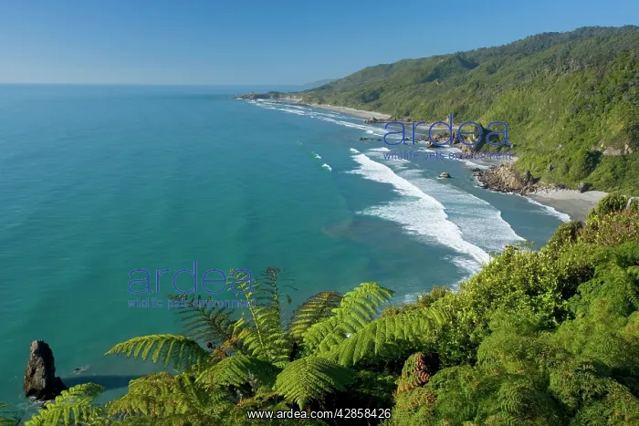 : Paparoa coastline - breathtaking rugged coastline : Paparoa coastline - breathtaking rugged coastline